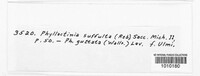 Phyllactinia guttata image